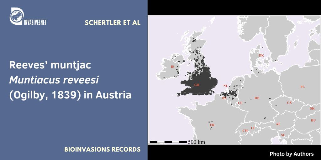 Invasivesnet's tweet image. 🇬🇧 An overview on Reeves’ muntjac (Muntiacus reevesi) in Austria: sightings, introduction pathways and further research needs. Open access 👇 buff.ly/3PV5iMD #BIR #INVASIVESNET