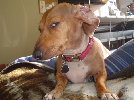 Sus Dog tweet media