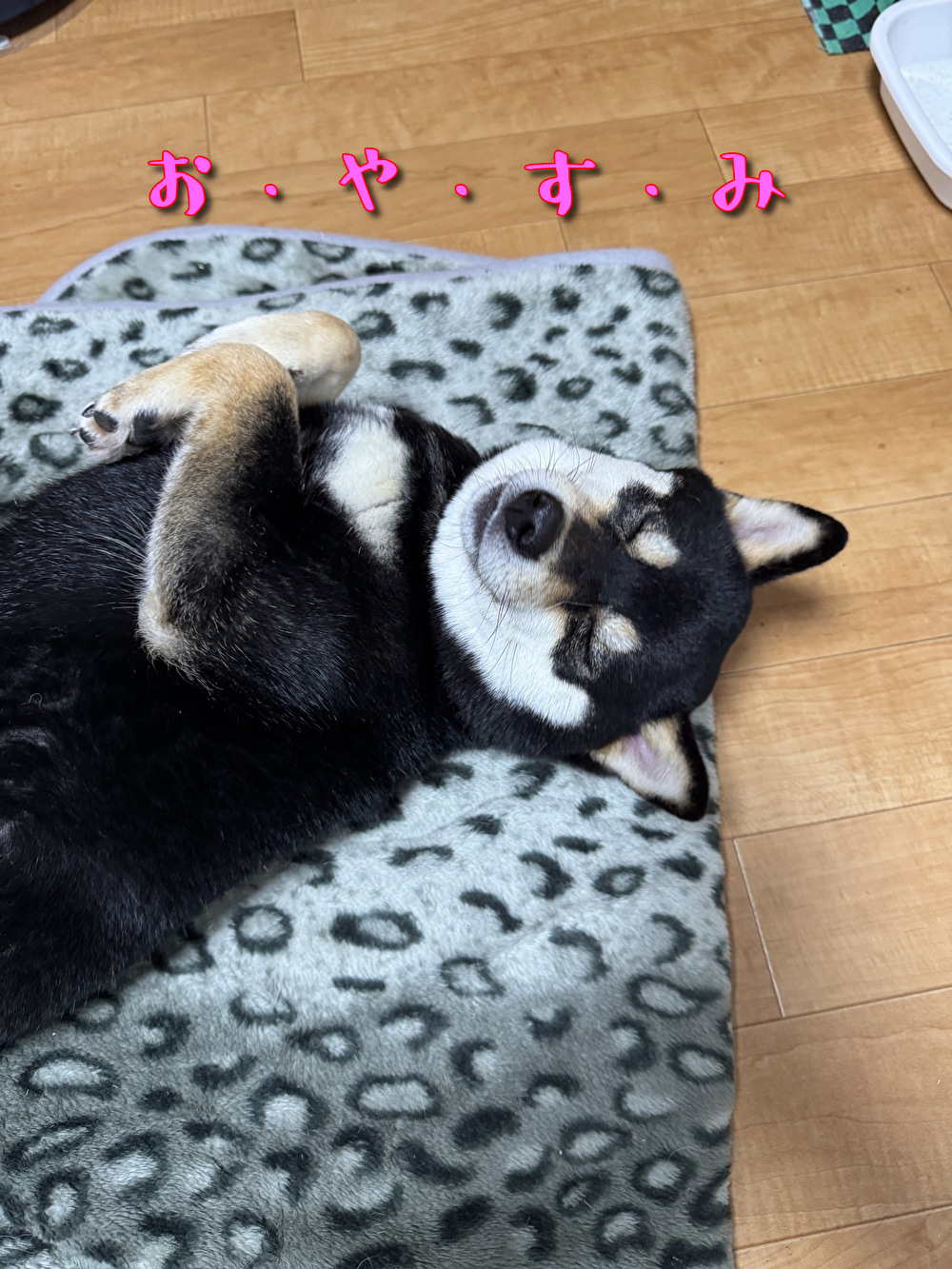 柴犬てん【京の柴犬 てんちゃんネル】 (@XxNF0G4fih7iz63) / X 柴犬てん【京の柴犬 てんちゃんネル】 (@XxNF0G4fih7iz63) / X