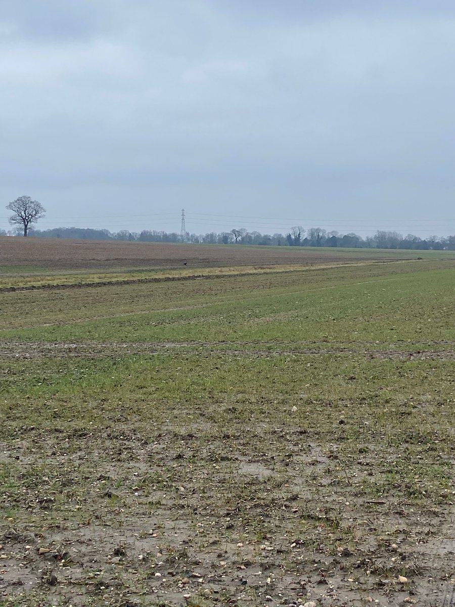 maxgeorgetrust's tweet image. Another lost dog search and trap erected this weekend ! Please share &amp;amp; report any sightings to 07523 366738

#mgtdogrescue
#lostdog
#search
#dogrescue