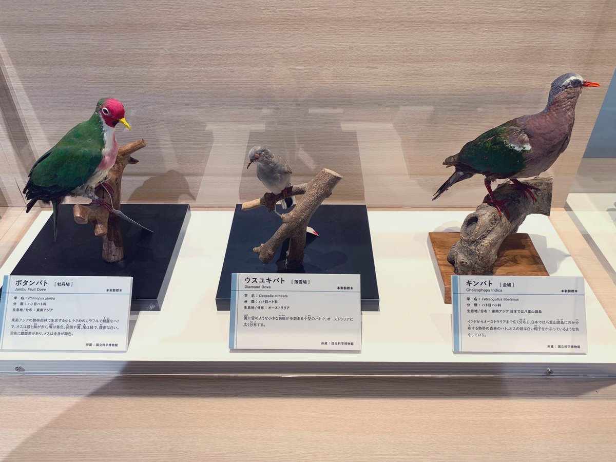 Hatoneko🕊ジュズカケバトのぽっぽ tweet media
