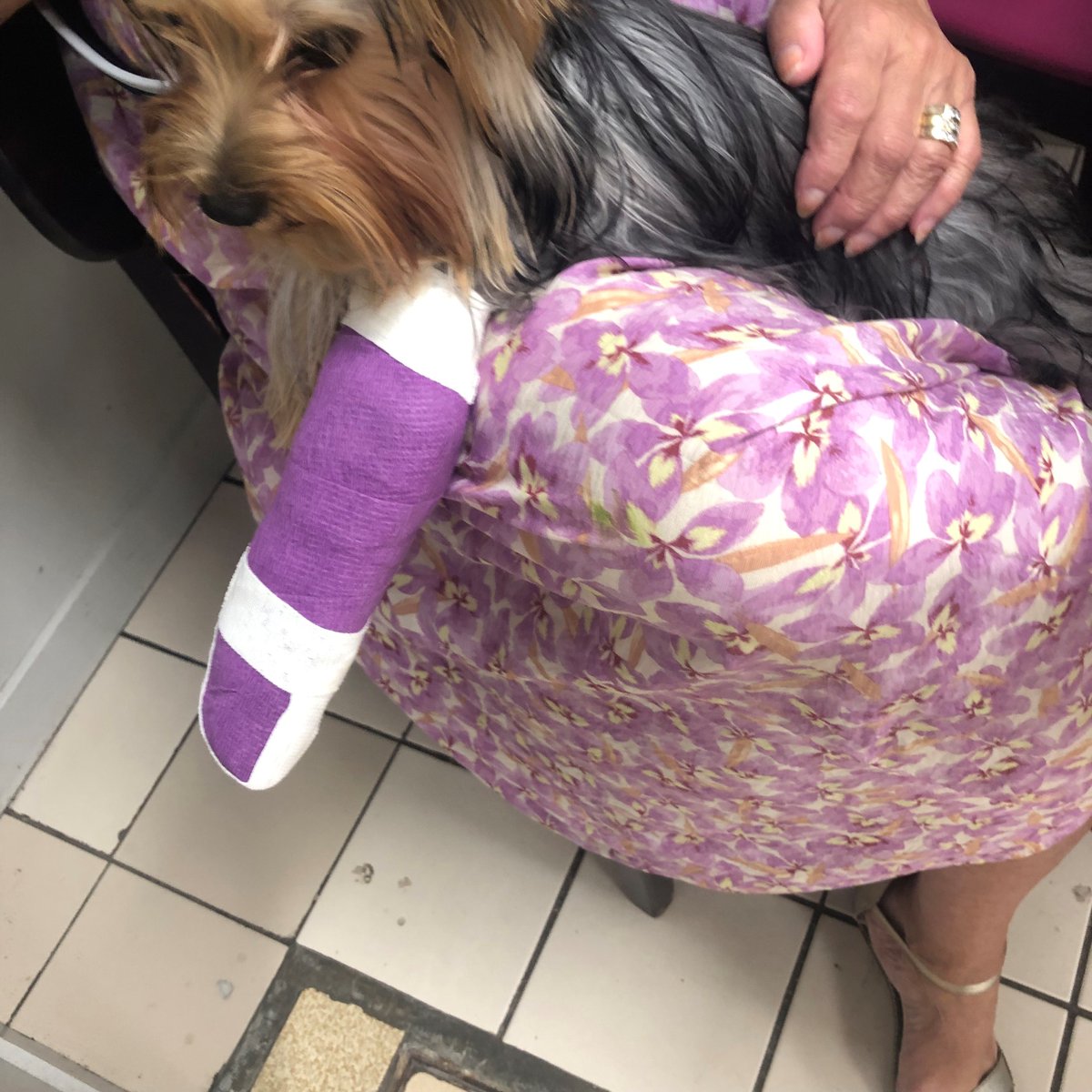 Laureline_Chtrt's tweet photo. En août 2024, un ami de Régine marche accidentellement sur Lola, sa petite Yorkshire, lui brisant la patte. Malgré les relances, l’assurance adverse n’indemnise pas, empêchant Régine de financer les derniers soins nécessaires... On l'aide ce midi en direct sur @M6 ! https://t.co/lattiztGrO