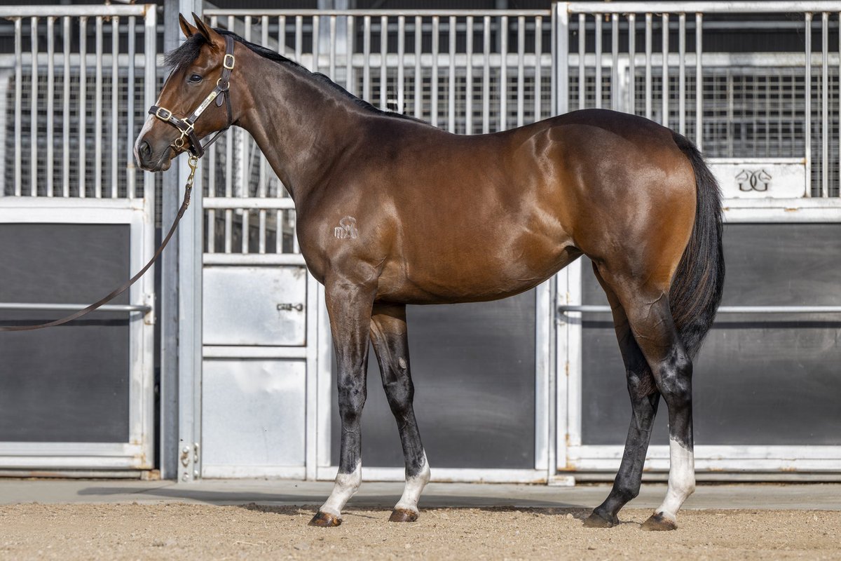 SHARON CHAPMAN (@fasttrackphotog) on Twitter photo What a gorgeous filly is Lot 88, the Quick Thinker x White Yard Filly from Motree Thoroughbreds to be offered at next week’s Magic Millions Tasmania Yearling Sale <a href="/mmsnippets/">Magic Millions</a> <a href="/MotreeTasmania/">Motree Thoroughbreds</a> <a href="/BreedersTas/">Tasbreeders</a> <a href="/OTIRacing/">OTI Racing</a> <a href="/Aushorse_TBA/">Aushorse</a> What a gorgeous filly is Lot 88, the Quick Thinker x White Yard Filly from Motree Thoroughbreds to be offered at next week’s Magic Millions Tasmania Yearling Sale <a href="/mmsnippets/">Magic Millions</a> <a href="/MotreeTasmania/">Motree Thoroughbreds</a> <a href="/BreedersTas/">Tasbreeders</a> <a href="/OTIRacing/">OTI Racing</a> <a href="/Aushorse_TBA/">Aushorse</a>