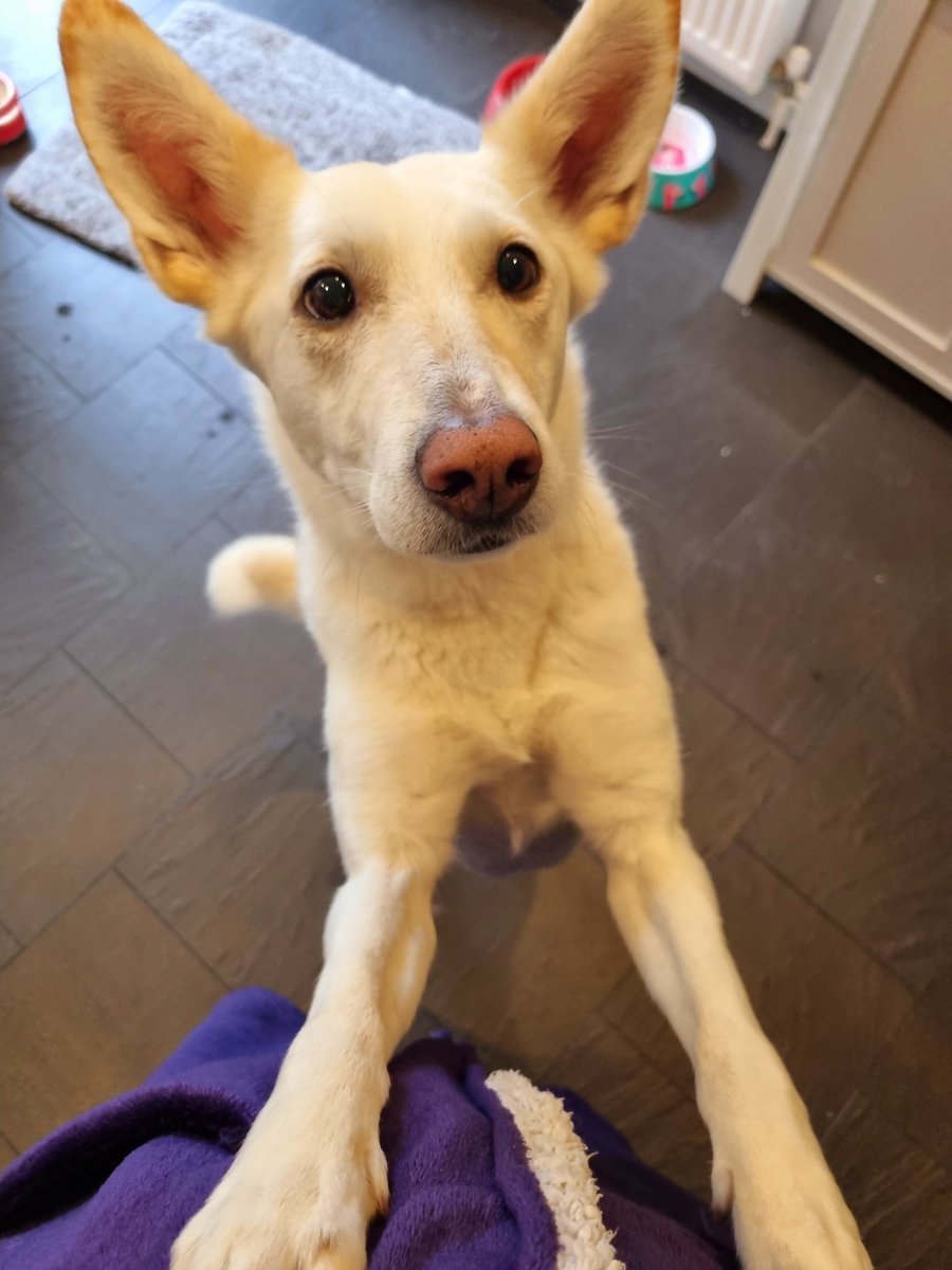 Becky Taylor tweet media