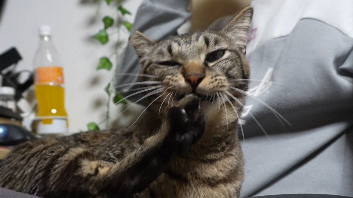 rikichan_yt's tweet photo. 豪快に爪噛みする猫☆バッツンバッツン言わせながら爪を噛むガーちゃん

動画はこちらから見てね🐱
https://t.co/sJNsldyeIz 
こんなに音するん？ってくらい聞こえるｗ

#リキちゃんねる　#猫動画 #キジトラ #猫のいる暮らし　#爪噛みする猫 https://t.co/DMILjMcgRV