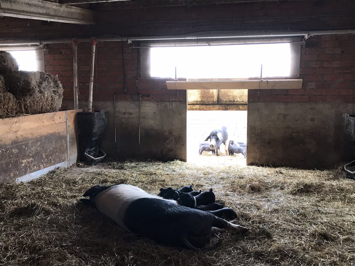 UniondeUniones's tweet image. 👨‍🌾 El viernes comenzó el #ProgramaCULTIVA Martín Jesús Touceda González en la explotación porcina de Josep De Delàs Martí #LlavoraAgropecuaria en #Ventalló. Contribuirá en tareas de sanidad, alimentación o bienestar para su #transiciónagroecológica @mapagob 🐷🐖