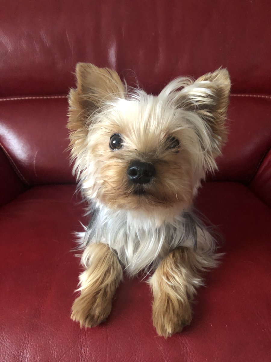 Laureline_Chtrt's tweet photo. En août 2024, un ami de Régine marche accidentellement sur Lola, sa petite Yorkshire, lui brisant la patte. Malgré les relances, l’assurance adverse n’indemnise pas, empêchant Régine de financer les derniers soins nécessaires... On l'aide ce midi en direct sur @M6 ! https://t.co/lattiztGrO