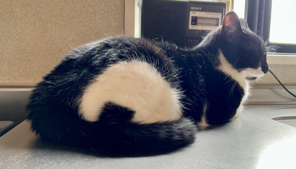 おにぎり。 元保護猫で3歳の男の子。 足におにぎり模様がある