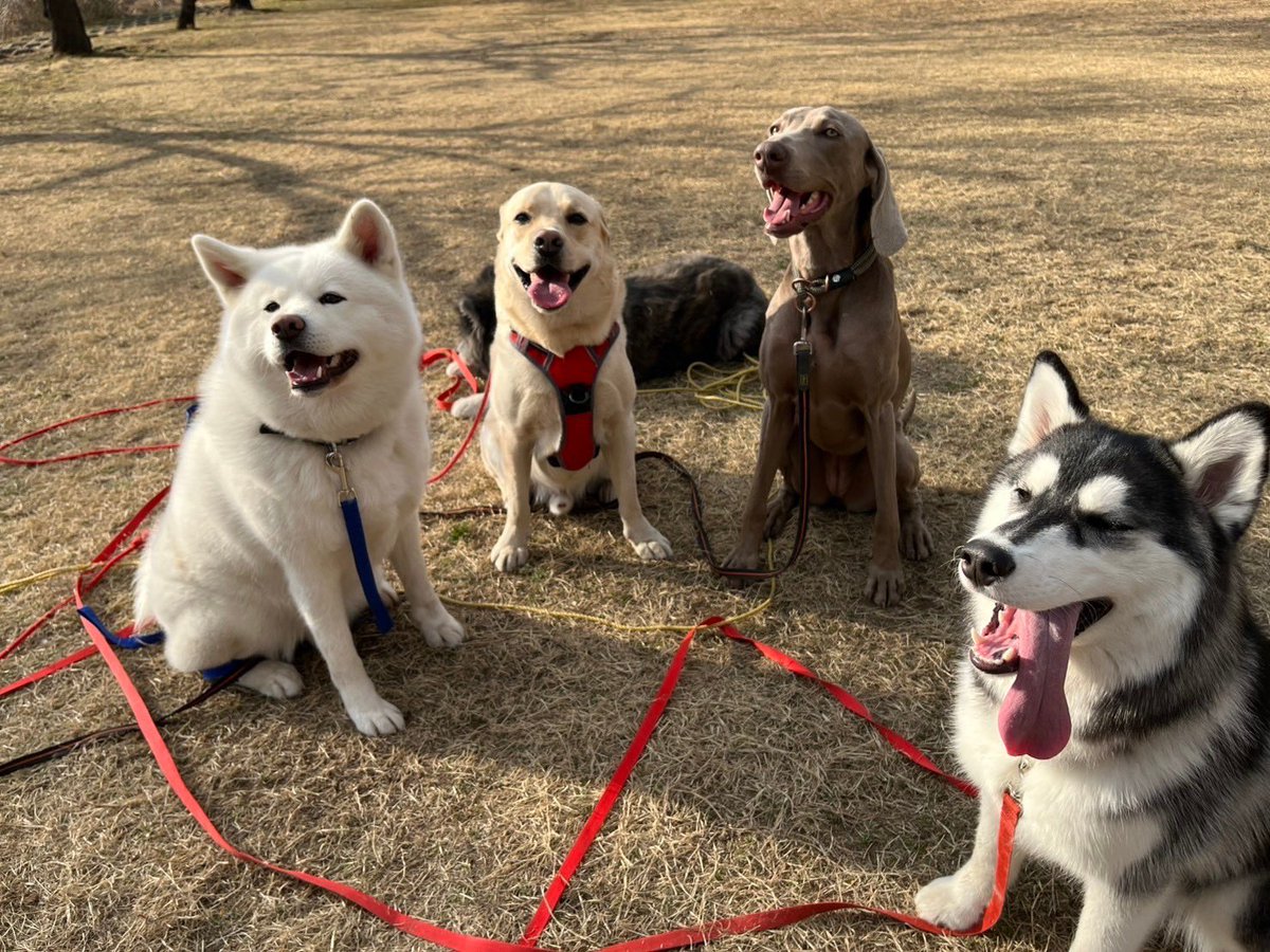 ご近所さんとの大型犬の会に最近参加させて貰ってるリュック！とっても楽しそうでずっと笑顔😀✨大型犬大好きだから囲まれてて個人的にも楽しい〜🥳🥳いつもありがたいです！写真もいっぱい頂きました🙆‍♀️