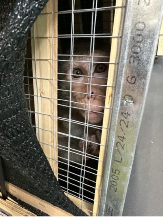 AboliciónVivisección tweet media