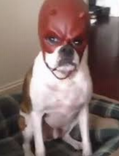 Craigfish tweet media