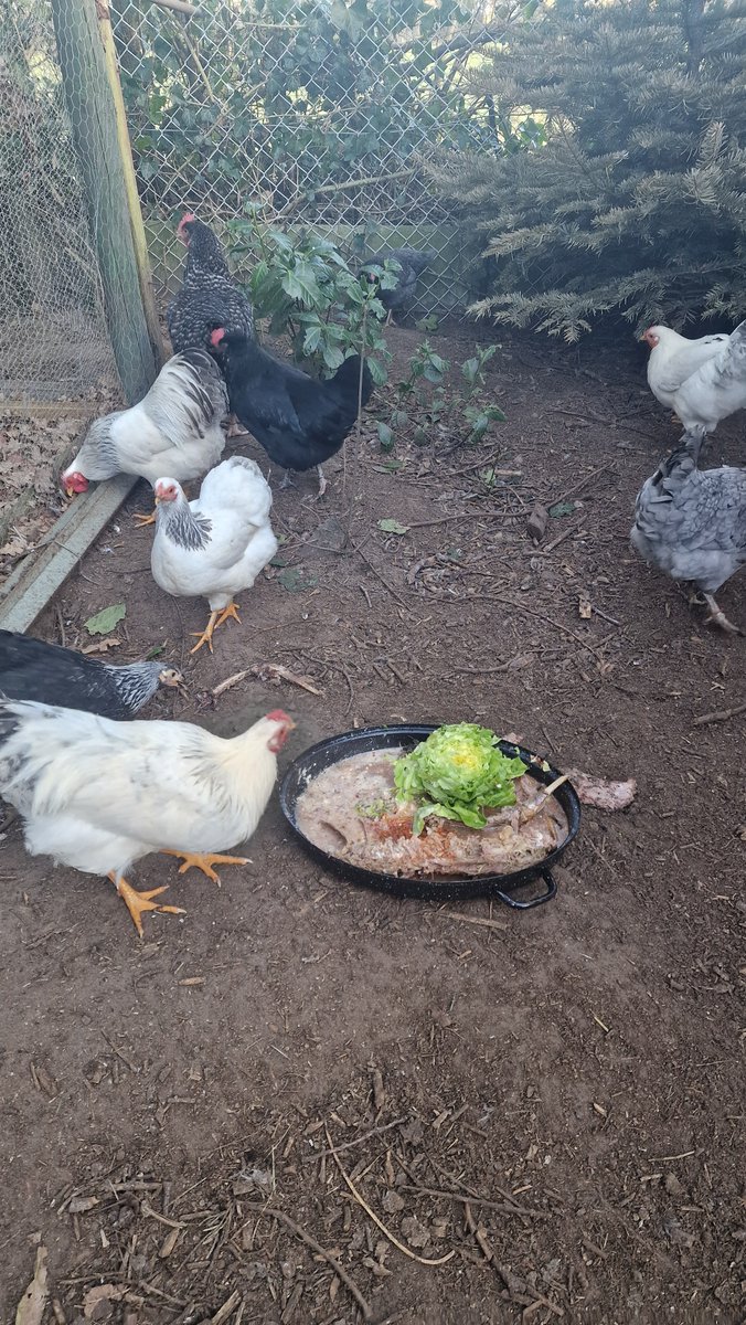 ldiundlidl's tweet photo. Hühner füttern... #chickensoftwitter https://t.co/XMhK7d1o08