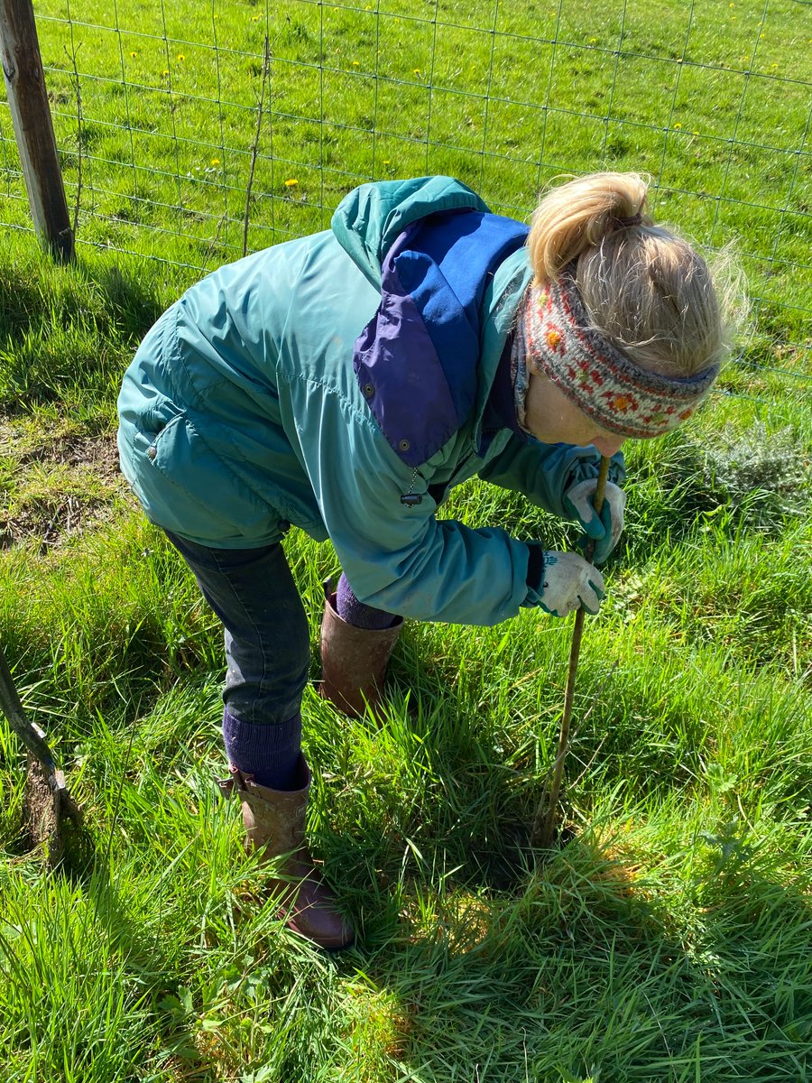 All-Ireland Pollinator Plan tweet media