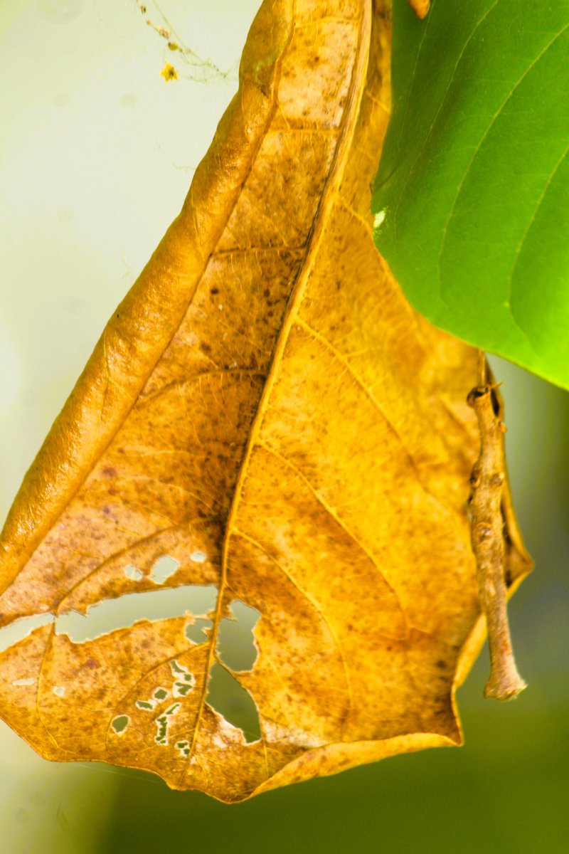 Karthik59793109's tweet photo. Autumn Season #autumnseason #dryleaf #leafphotography #naturephotography #naturephotographer #naturephoto #naturebeauty #natureportrait https://t.co/DwzsnStt3C