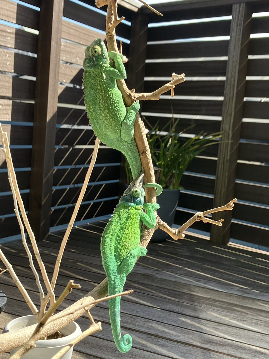 AtelierLino's tweet image. 日差しを浴びたカメレオンは美しい