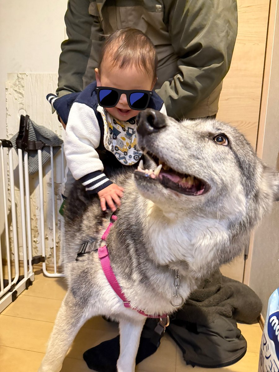 BOOM_0125's tweet photo. あたちよ🐺
一昨日5ちゃいになったわよ🎂
誕生日なのに変な👶に乗られたわよ！
まだまだ若いから暴れまくるわよ💣 https://t.co/2PpIhR7OUW