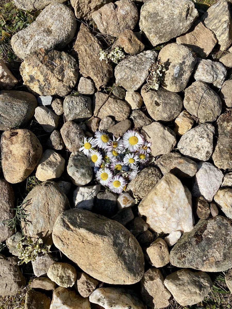 En la salida a cielo abierto de la pasada semana, las aulas de infantil han contado un cuento precioso sobre la amistad y el amor, “Corazón de invierno”. Y después…¡piedras y flores hechas arte! 
#escuelaruralescuelagenial #landart #escuelaacieloabierto #centrosCyL