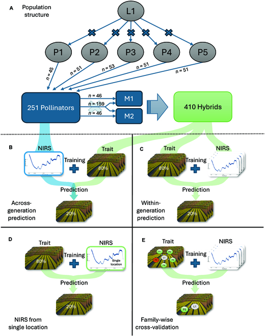 Phenomic selection outperforms genomic selection in hybrid rapeseed breeding, using NIR spectroscopy data for traits like seed yield and plant height. It's cost-effective and feasible across generations.
Details: spj.science.org/doi/10.34133/p…