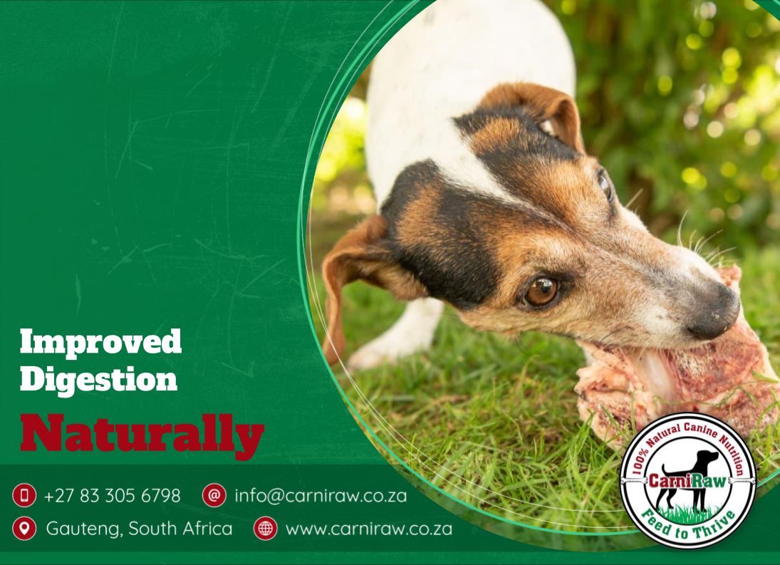 carniraw's tweet photo. "Improved Digestion, Naturally!"
Raw bones can support your dog’s digestive health. The marrow and cartilage found in bones promote gut health and help break down food more efficiently.
https://t.co/HUoXSamzEj
info@carniraw.co.za
083 305 6798
#feedtothrive #foodnotfeed https://t.co/A2YSyXJiAq