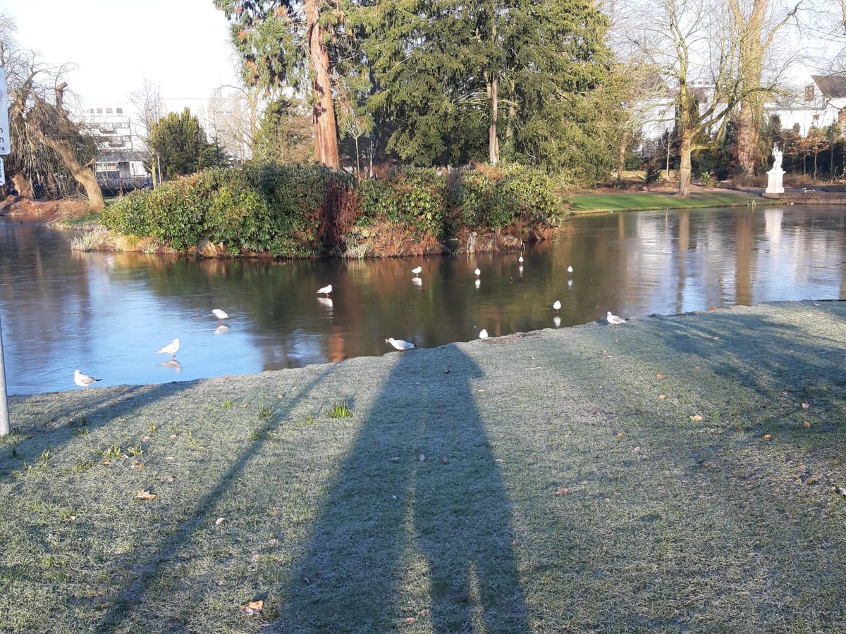MardeJonge1's tweet photo. Vogels op het ijs🌡 https://t.co/WZjYeHvhD0