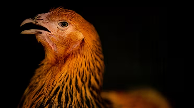 firehorse249791's tweet photo. [H5N1] Restrictions to stop spread of avian flu introduced in Northern Ireland > https://t.co/v7axs3Z1wu via #ClimateCrisis #ZoonoticDisease #Wildlife #H5N1 #H5N2 #H5N9 #BirdFlu #AvianFlu #Mammals #Birds #DAERA #CountyTyrone #NorthernIreland #Humans #GoVegan #Worldwide https://t.co/wDFbaCyPj0
