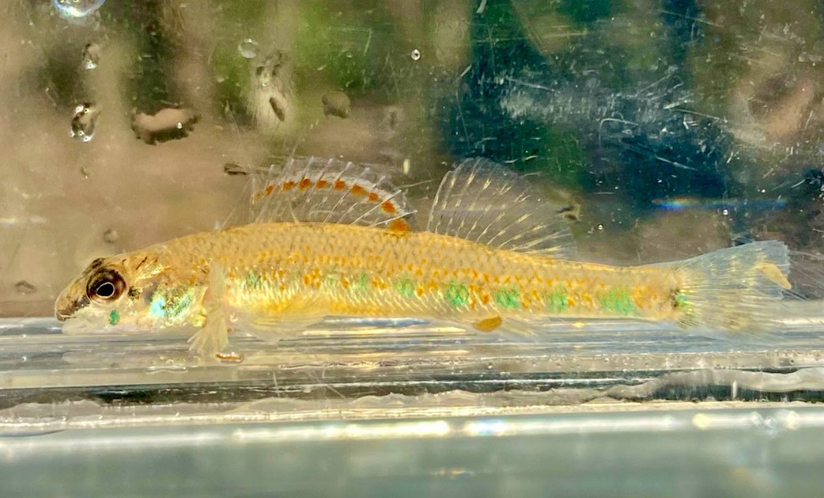Since it is Presidents' Day, here is the Highland Darter (Etheostoma teddyroosevelt), named (scientific name) after the 26th president of the U.S., Teddy Roosevelt. It can be found in the Arkansas River drainage and upper reaches of the White River drainage on the Ozark Plateau.