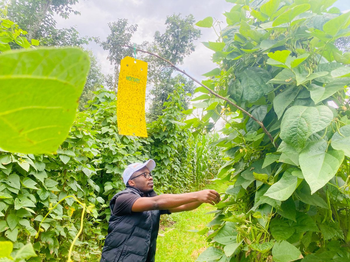 AGRIPI_'s tweet photo. At our #Green research&innovation center, we are also evaluating the effectiveness of #InsectTraps to reduce chemical pesticide use and enhance yields. https://t.co/JPUJRdHbEv