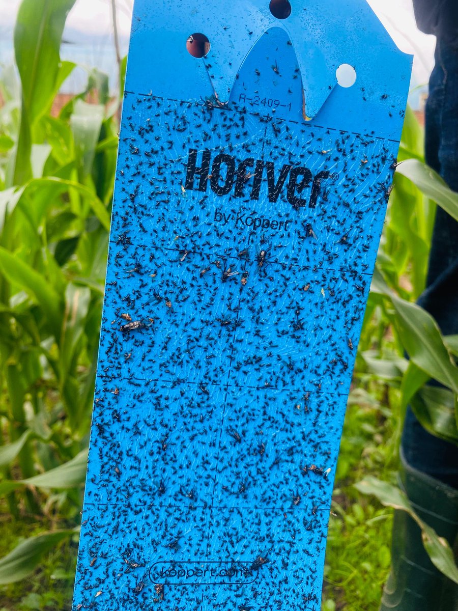 AGRIPI_'s tweet photo. At our #Green research&innovation center, we are also evaluating the effectiveness of #InsectTraps to reduce chemical pesticide use and enhance yields. https://t.co/JPUJRdHbEv