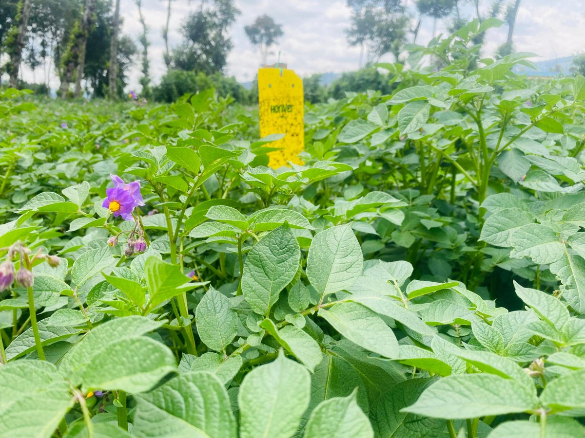 AGRIPI_'s tweet photo. At our #Green research&innovation center, we are also evaluating the effectiveness of #InsectTraps to reduce chemical pesticide use and enhance yields. https://t.co/JPUJRdHbEv