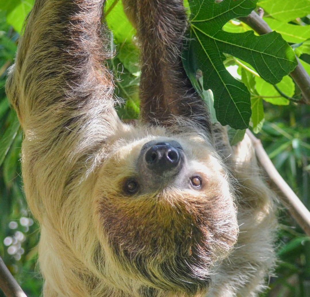 🦥Meet our sloths on 18th February:

🦥Time: 3pm
🦥Duration: approx 40 mins
🦥£140 for one person / £195 for two people (min age 5 years)
🦥Includes full day's entry to Drusillas

📅Our next available date for this special experience isn't until August, so snap it up if you can!