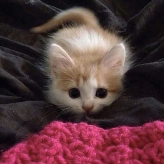 cat archives tweet media