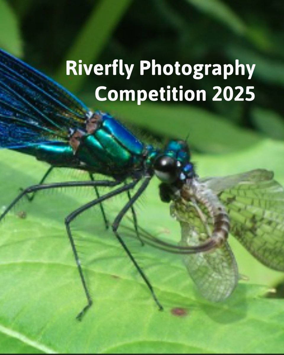 📢Riverfly Photography competition 📢

We’re launching a competition to find the best riverfly photographs our community has to offer!

Show us your most outstanding photos of ‘Riverflies’. Head to the web page below to find out more!

riverflies.org/photo-competit…

📷 Roy McAdam