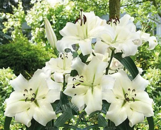 P16H8R18's tweet photo. #gardening My Lily Pretty Woman Bulbs are on there way #TrackingObsessed https://t.co/J7xp6rE4UO
