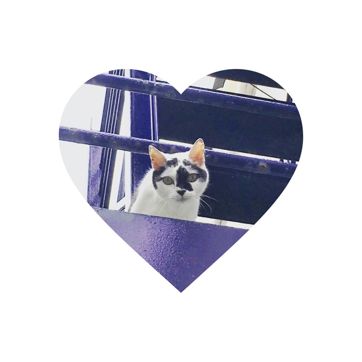 湯島〜本郷の地域イベント "ねこまつりat湯島" も記念すべき第２０回目！！
bollingenからはスペシャルな新作、オーダーメイドジュエリー【portrait my cat 〜愛猫肖像画〜】をお披露目致します。
画像は私の愛猫シュガー、これでずっと一緒♡
皆さまのオーダー、お待ちしております。

<a href="/yushima_neko/">ねこまつりat湯島</a>