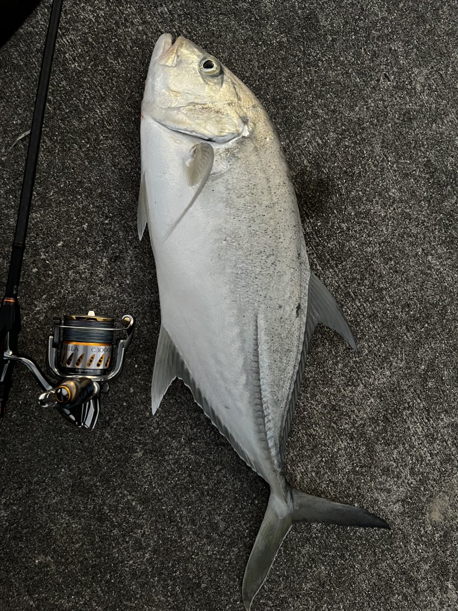 97fishingplanet's tweet photo. おにぴらおにぴらタチウオがちゅん
今シーズンはなかなか熱かったですね！
マイクロベイトばかりで難しかったです（ ;  ; ） https://t.co/cmcfGuIRxn