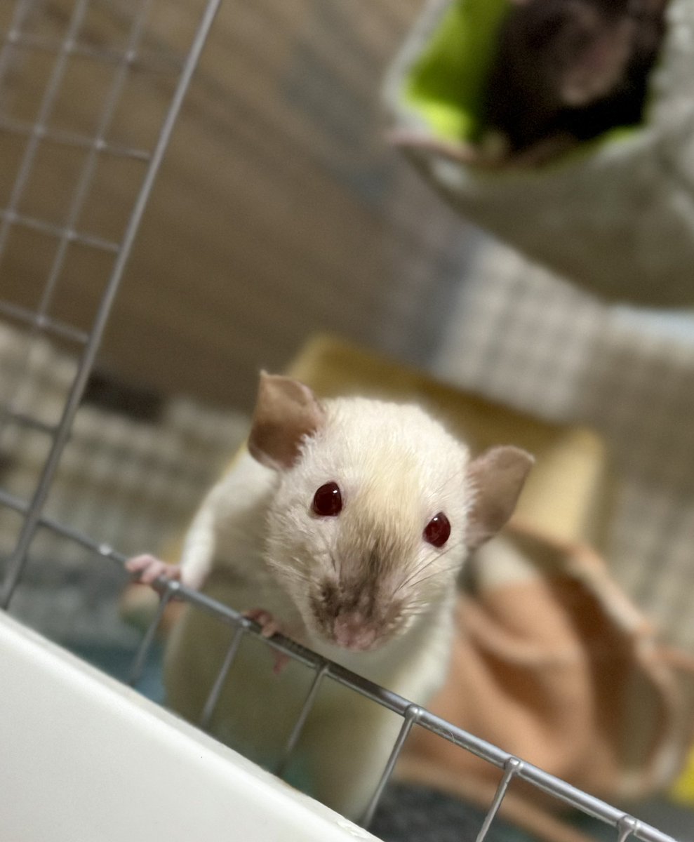 LpbSna's tweet photo. 2人そろって元気に1歳半🐀🐁

アレルギーなの飼ってみて気づいたけど
かわいいから問題なし！ https://t.co/VYQacGo1nF