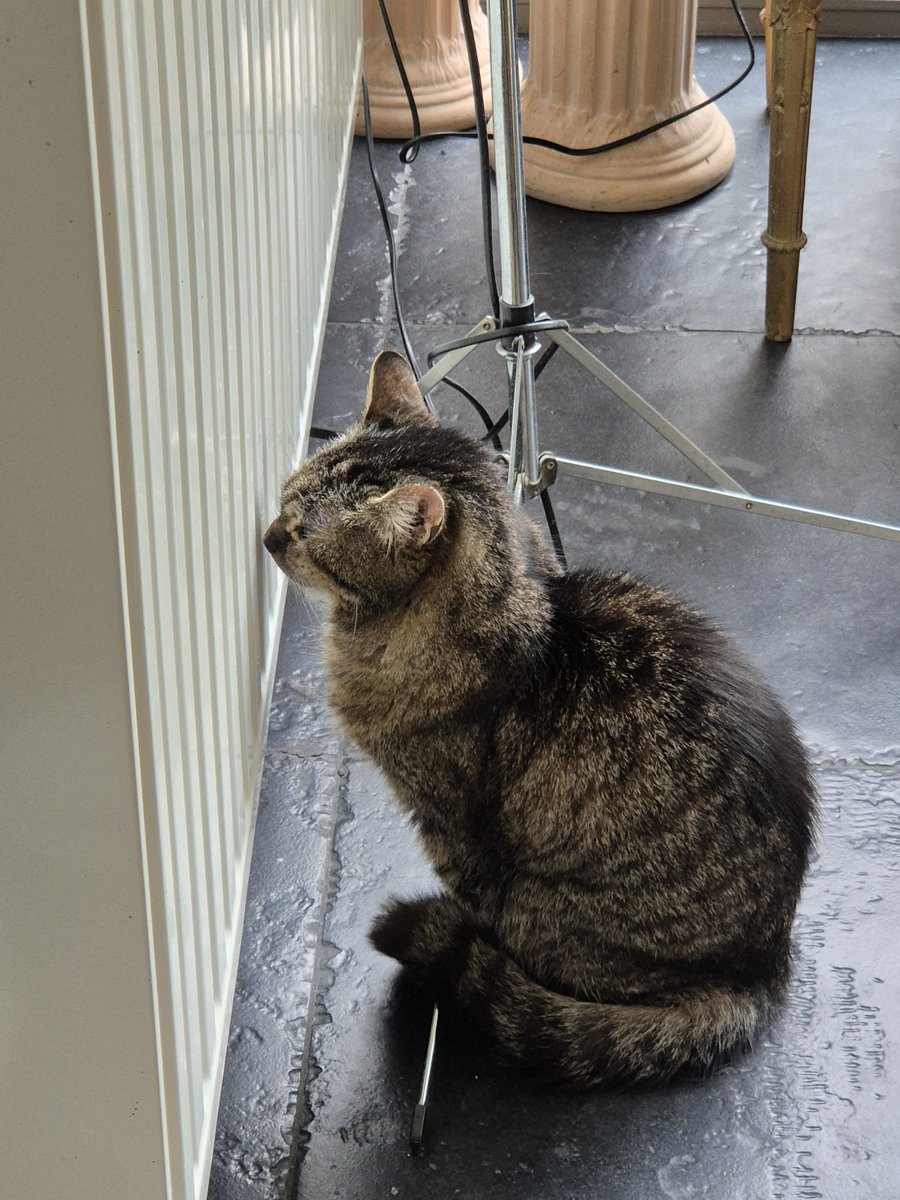 Carine Zanette tweet media