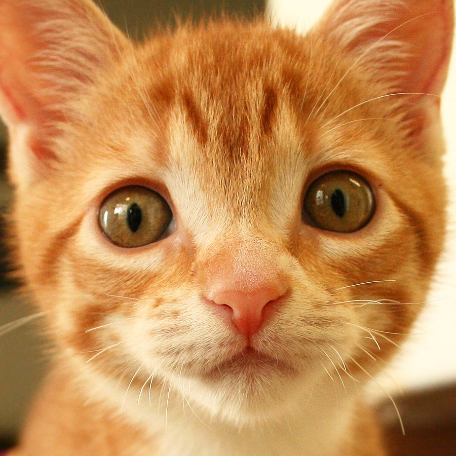 Baby Marm hopes you all have a pawsome week! 🧡

#BabyMarmMonday #StayPawsitive