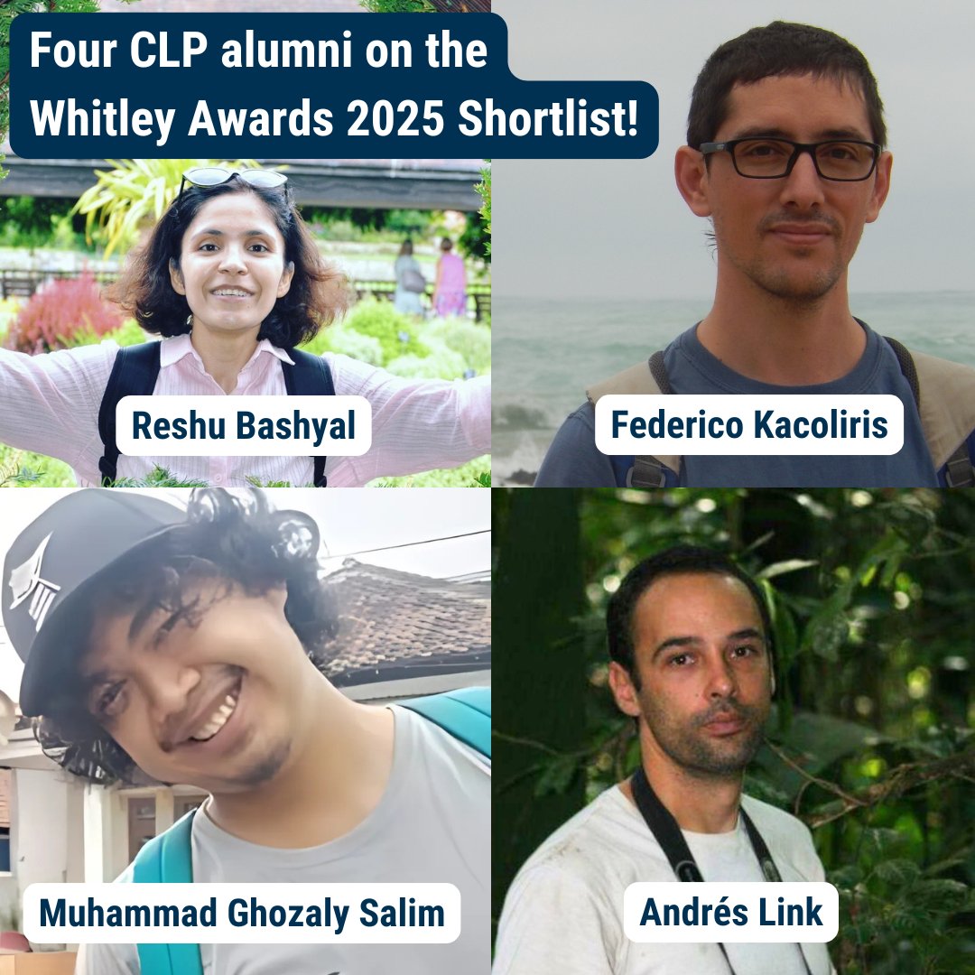 FOUR CLP alumni have been shortlisted for the Whitley Awards 2025! 🎉
👉whitleyaward.org/2025/02/11/202…

Huge congratulations to all the shortlisted individuals on this fantastic achievement! 👏

#WeAreCLP #WhitleyAwards #ConservationLeaders