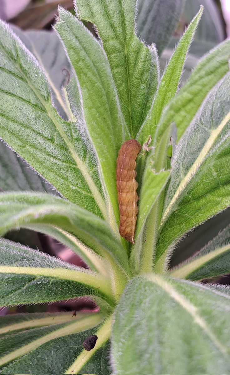 Team Echium tweet media