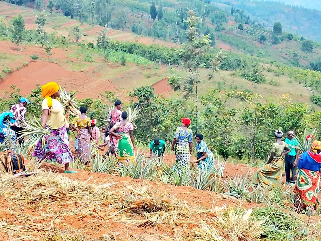 GicumbiN's tweet photo. Ingemwe 600 z'inanasi nizo za tangijwe umushinga w'ubuhinzi bw'umwuga uri gukorwa n'urubyiruko 20 rwa @GicumbiDistrict #Gitisector rwibumbiye mu itsinda
ICYEREKEZO. hakaba hatangijwe na gahunda yo kuzigama
Kugirango uyu mushinga uzakomeze kwaguka no gusagurira amasoko. https://t.co/IIynq5aCtY