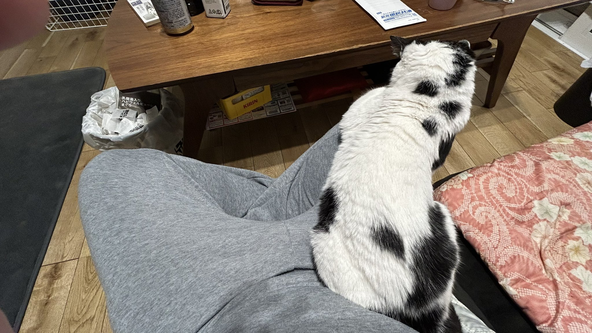 ⭐︎ハナちゃん⭐︎ ハナビちゃんは遅れがち (6) (ヒーローズコミックス) | 白金