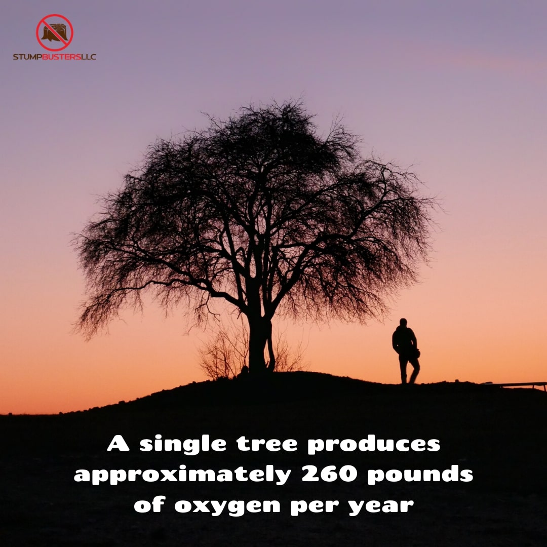 StumpBustersLLC (@llcstump) on Twitter photo 