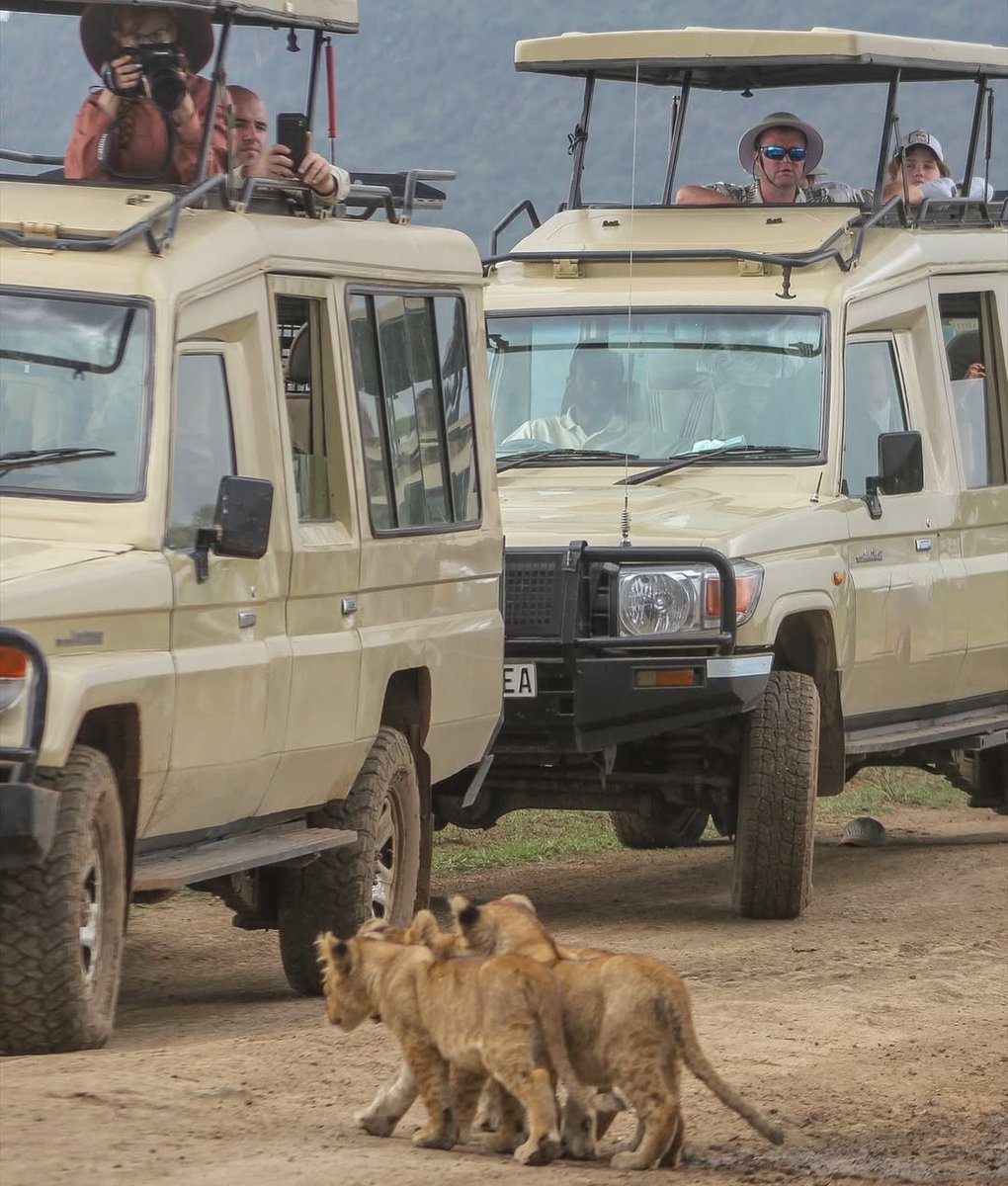 A moment in the wild… 

Witnessing a pride of lions with their playful cubs quenching their thirst at a serene pond is nothing short of magical. Their grace, strength, and beauty remind us why these majestic creatures are the true kings and queens of the savanna.