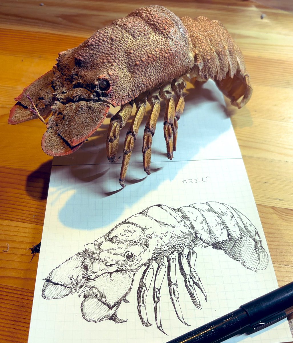 セミエビ描きました！瞳がカワイイ！ #せみえび