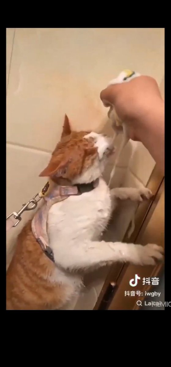 PhaedraXTeddy's tweet photo. Females in #China 🇨🇳 are also proudly abusing cats, these 2 burning a cats eyes with bathroom cleanser on tiktok China #Douyin.
Easy call to action below to #SaveCatsInChina. Please join. Many decent people in China would be thankful if you did. https://t.co/X8HAmMvRYQ