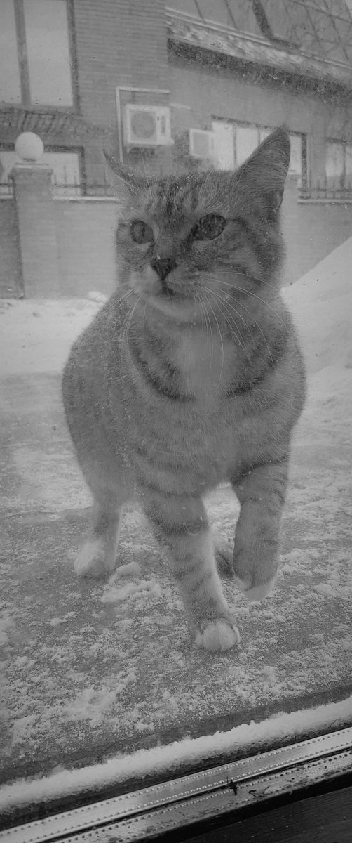 MoritzStief's tweet photo. Котико, самый верны… а нет, уже убежала https://t.co/OuKdwt2l8Q