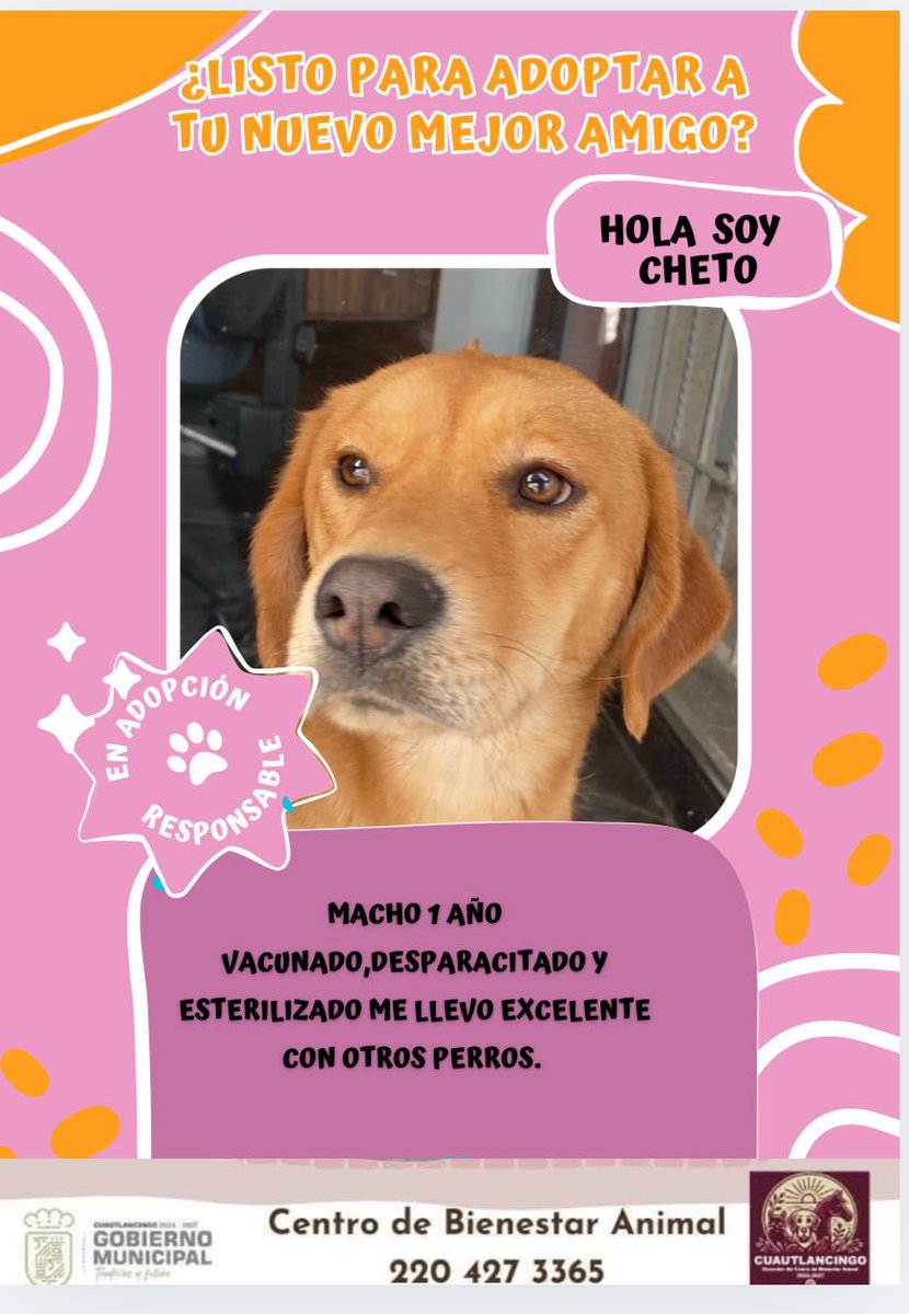 MonseNavedo's tweet photo. 🐾 Estas bellezas están en adopción. Buscan una familia que los ame muchísimo.

Están a resguardo del Centro de Bienestar Animal de #Cuautlancingo, en #Puebla. 🩷
Fueron rescatados en condiciones de maltrato y en situación de calle.

Informes ☎️ 22 04 27 33 65 https://t.co/p10Tod3Mfq
