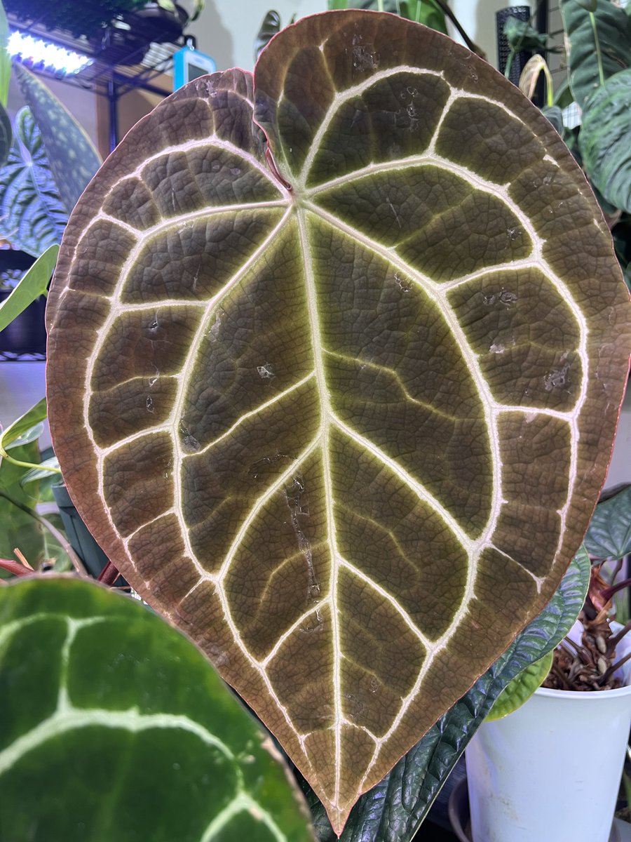 anthurium Crystallinum