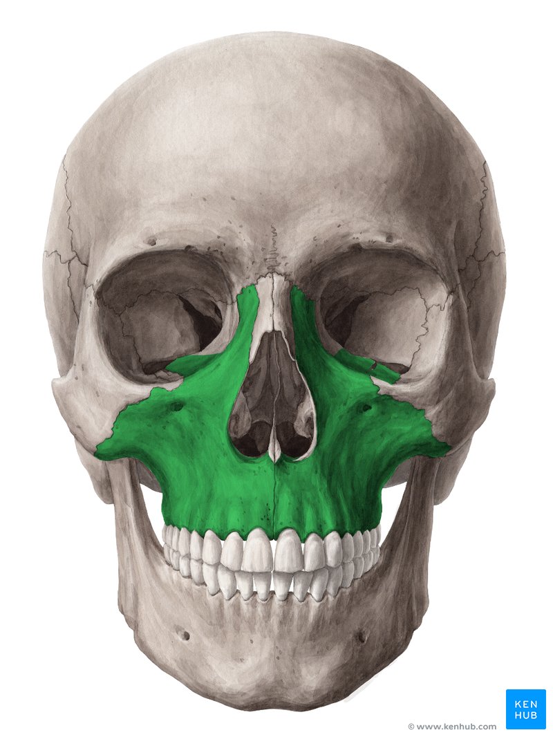 primarevolution's tweet photo. Less Sunlight Leads to Poor Jaw and Maxilla Growth.

Tooth crowding in the upper and lower arches and skeletal defects were more often found in correlation with low vitamin D concentration

32.6% of patients with vitamin D deficiency presented for orthodontic treatment, which was a much larger group than that of nondeficit patients.

"In orthodontics, vitamin D deficiency may affect the slower movement of teeth under the influence of orthodontic forces, which was confirmed in several studies:

https://t.co/FwxDGQZQw1
https://t.co/JlwIdapsoR

A deficiency in vitamin D also impairs:
- Cortical Bone Layer Density
- Trabecular Bone Layer Density
- General BMD (Bone Mineral Density)
- Prevents Calcium from building new bone matrix
- Lowers Growth Hormones responsible for maxillary and mandibular growth

According to the study, it was shown that vitamin D deficiency negatively influences the maxillary development.

Chronic vitamin D deficiency may contribute to skeletal malocclusion as well.

SO yes, Vitamin D is extremely important for both maxillary, mandibular, and overall facial development.

Before thinking about supplementing, just increase sunlight instead!